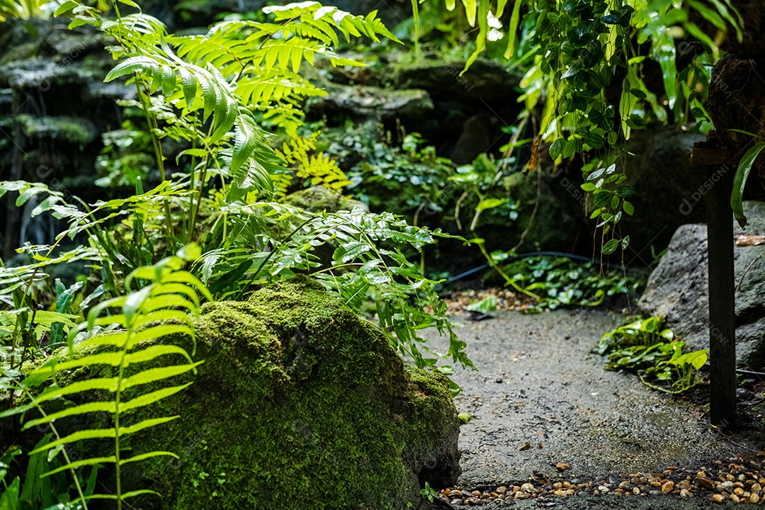 Musgo de folhagem verde e exuberante e samambaia
