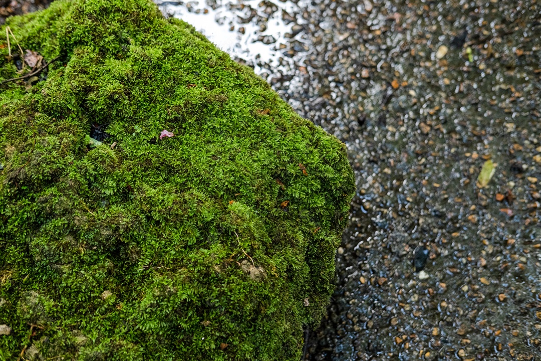 Musgo de folhagem verde