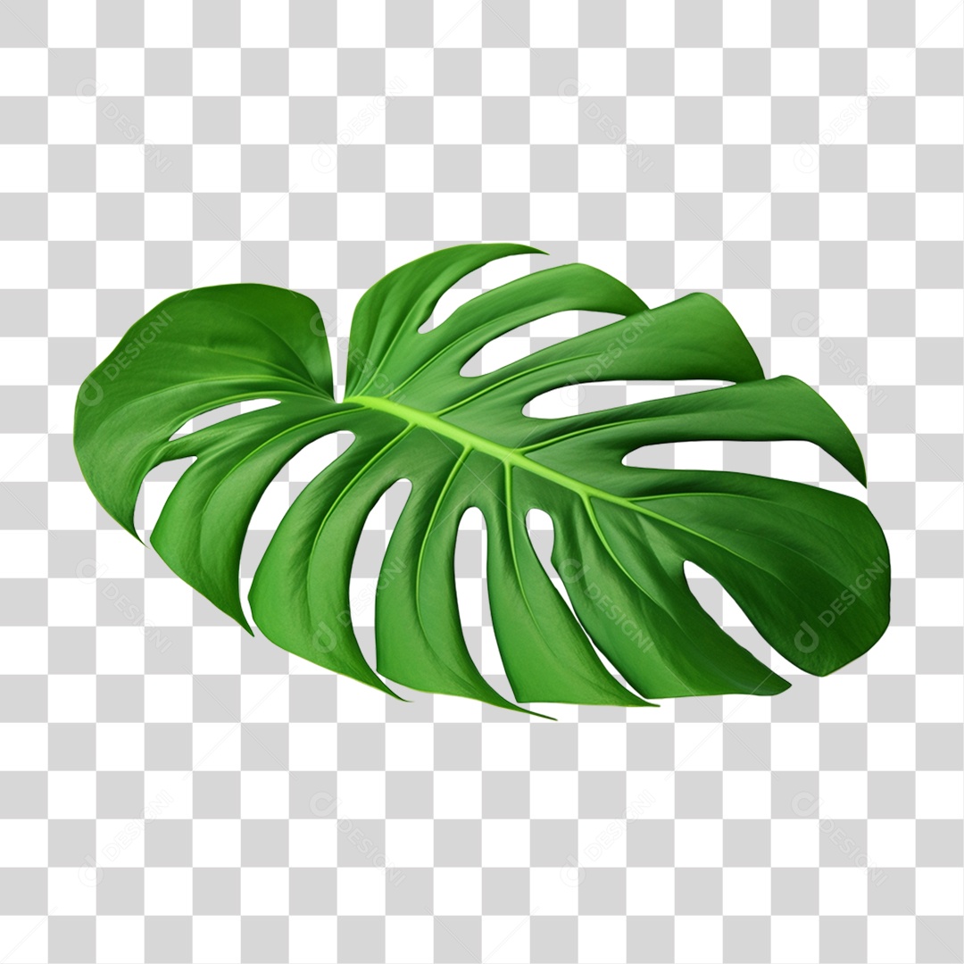 Folha de Monstera PNG Transparente