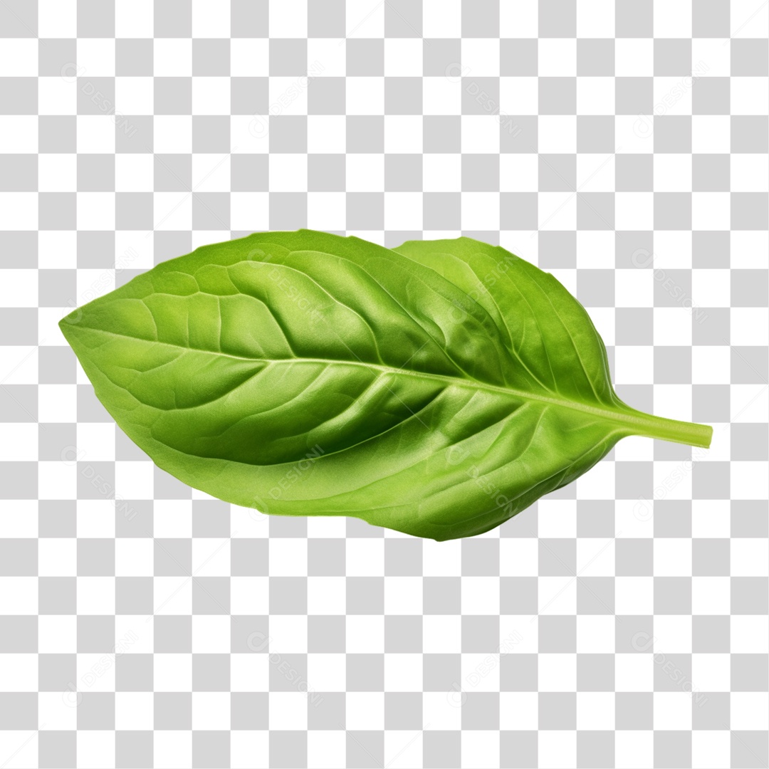 Ramo Verde Plantas PNG Transparente