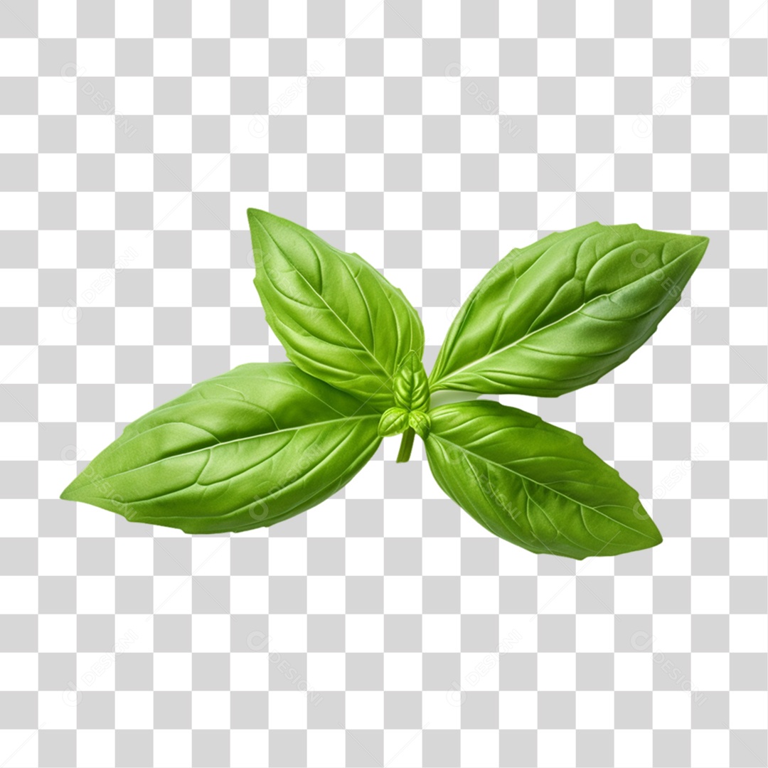 Ramo Verde Plantas PNG Transparente