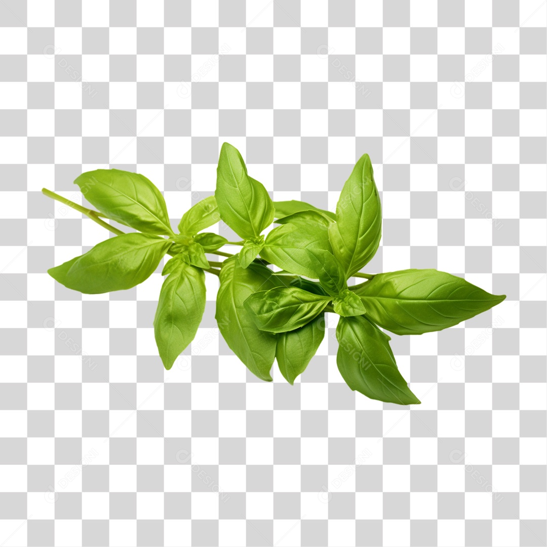 Ramo Verde Plantas PNG Transparente