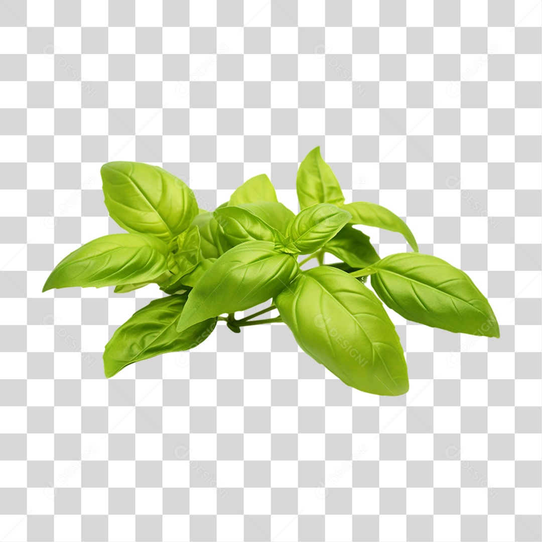 Ramo Verde Plantas PNG Transparente