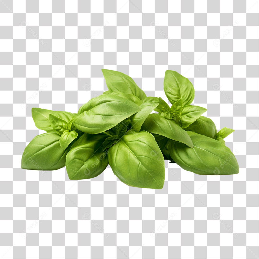 Ramo Verde Plantas PNG Transparente