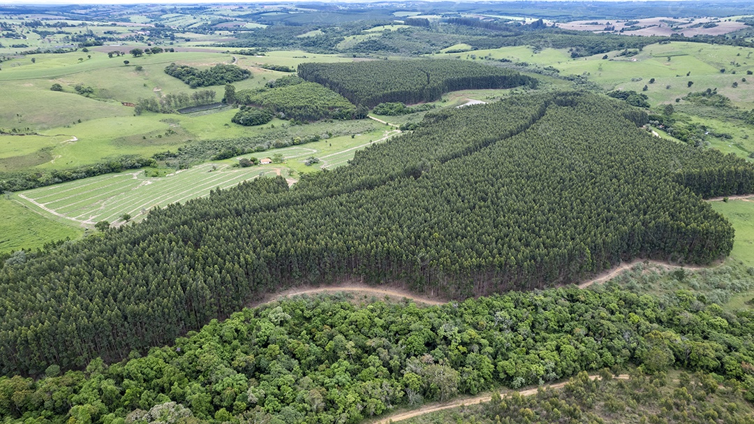 Plantação de eucaliptos em uma fazenda no Brasil