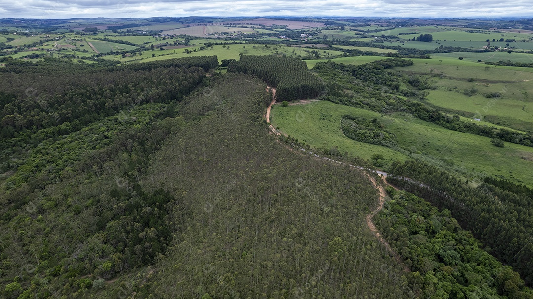 Plantação de eucaliptos em uma fazenda no Brasil