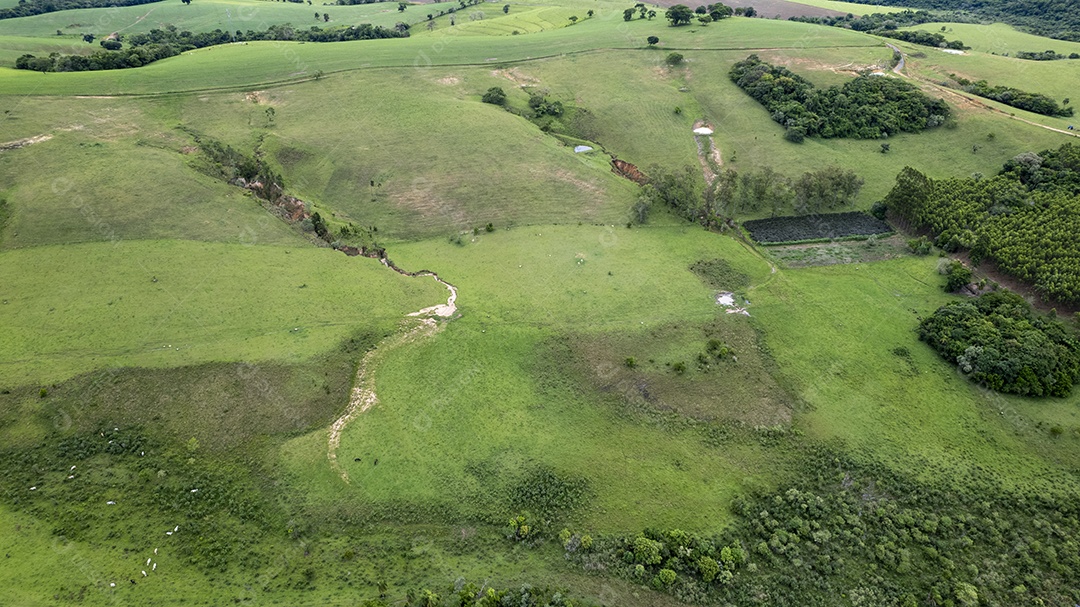 Plantação de eucaliptos em uma fazenda no Brasil