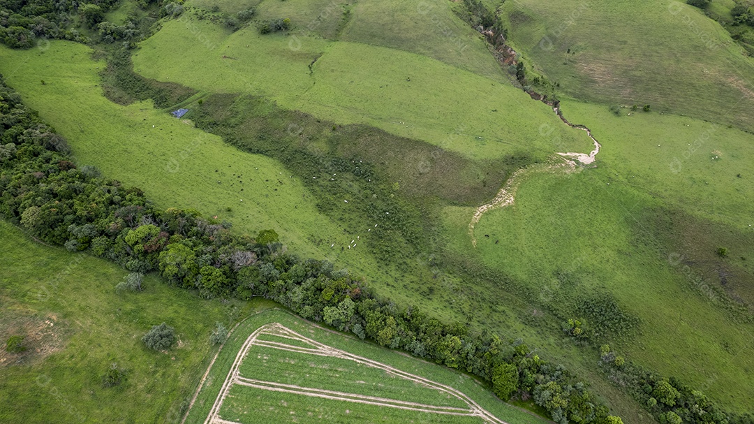 Plantação de eucaliptos em uma fazenda no Brasil