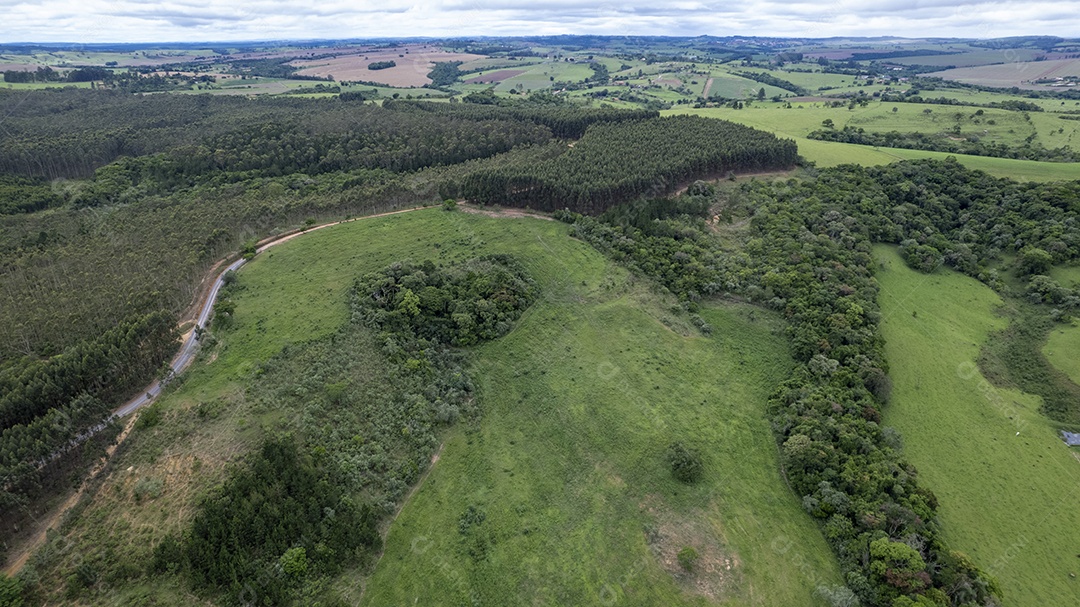 Plantação de eucaliptos em uma fazenda no Brasil