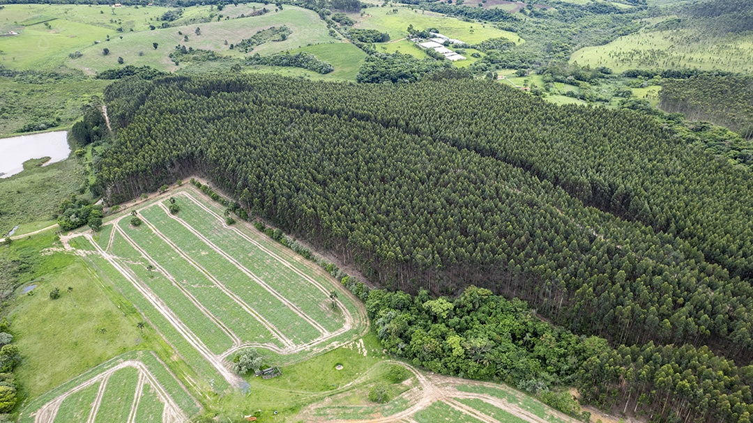 Plantação de eucaliptos em uma fazenda no Brasil