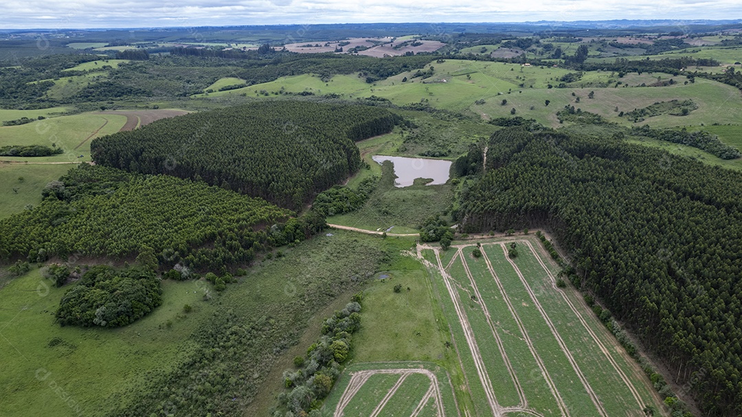 Plantação de eucaliptos em uma fazenda no Brasil