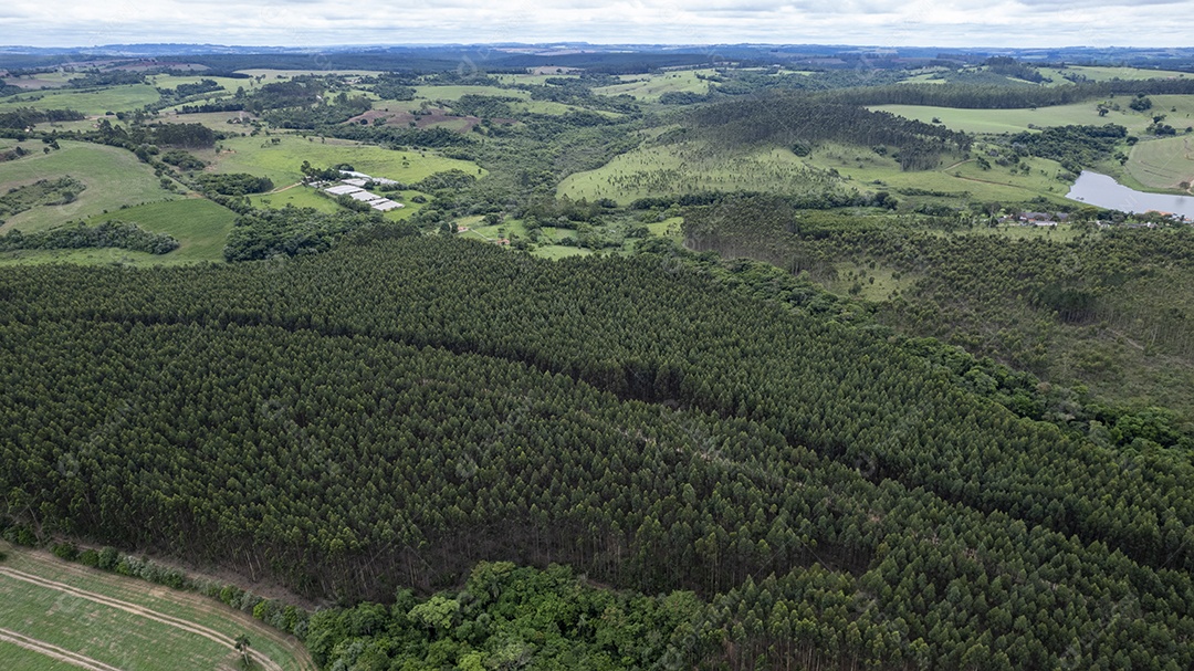 Plantação de eucaliptos em uma fazenda no Brasil