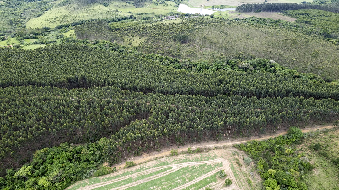 Plantação de eucaliptos em uma fazenda no Brasil
