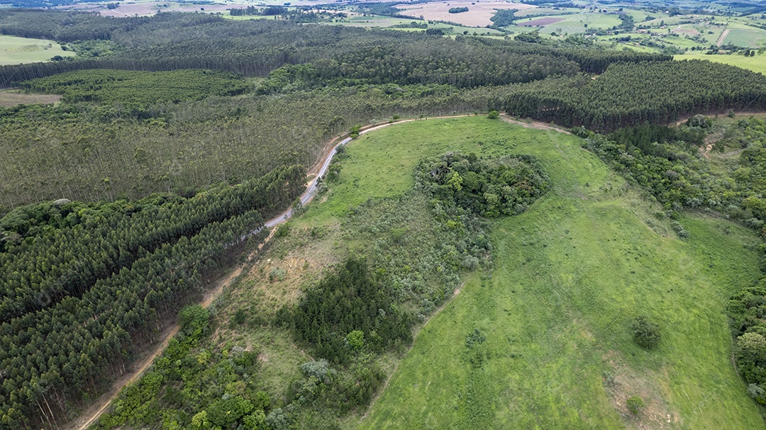 Plantação de eucaliptos em uma fazenda no Brasil