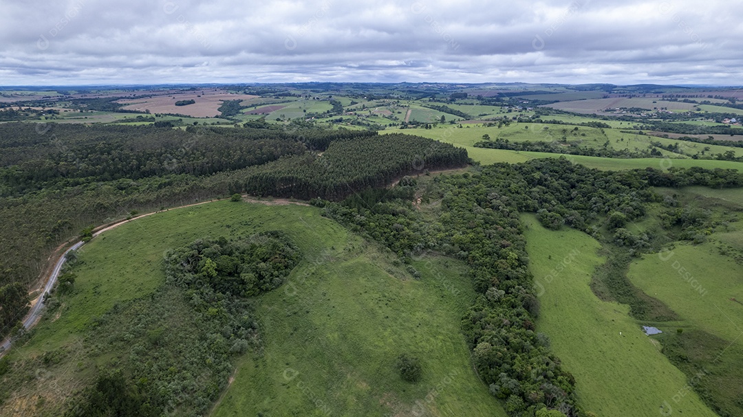 Plantação de eucaliptos em uma fazenda no Brasil