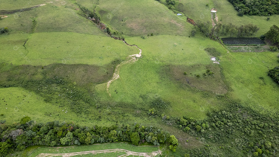 Plantação de eucaliptos em uma fazenda no Brasil
