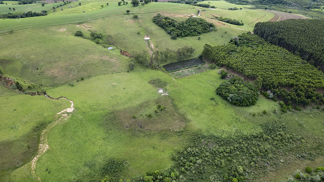Plantação de eucaliptos em uma fazenda no Brasil