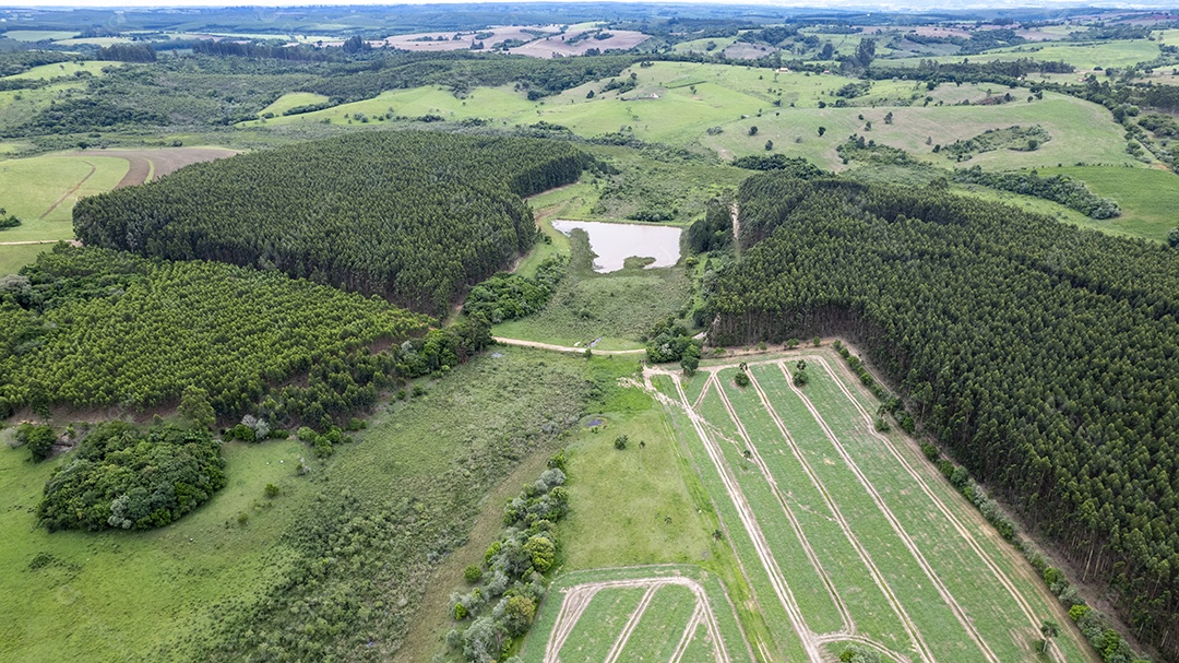 Plantação de eucaliptos em uma fazenda no Brasil