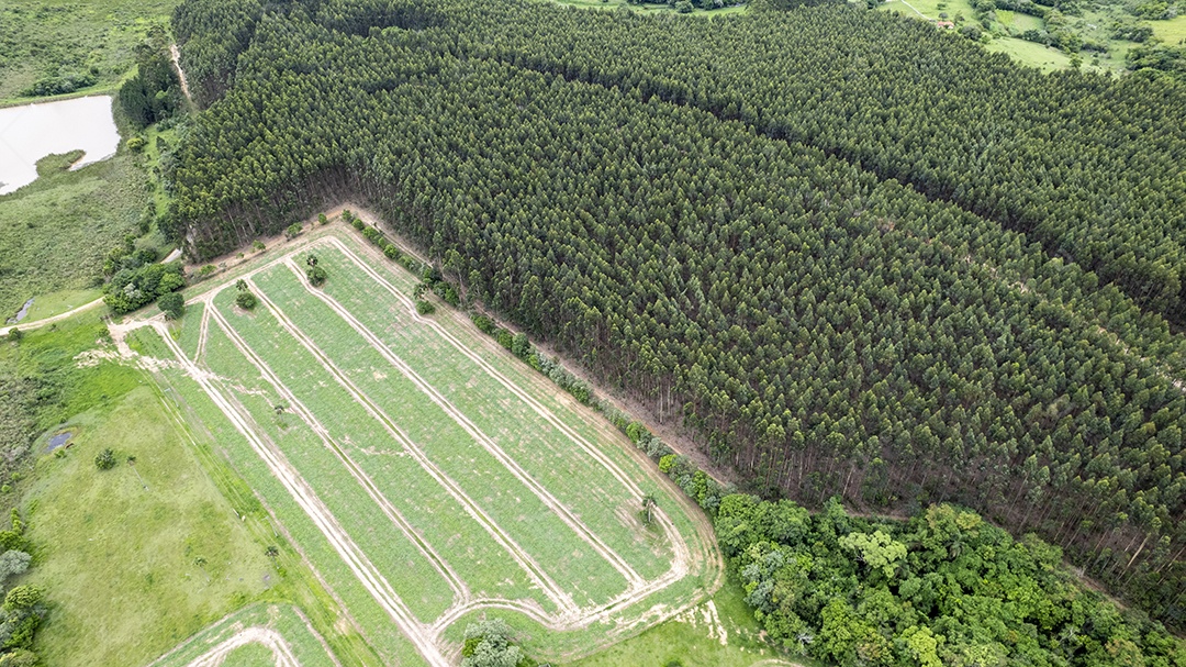 Plantação de eucaliptos em uma fazenda no Brasil