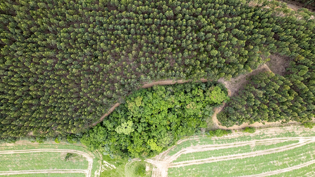 Plantação de eucaliptos em uma fazenda no Brasil