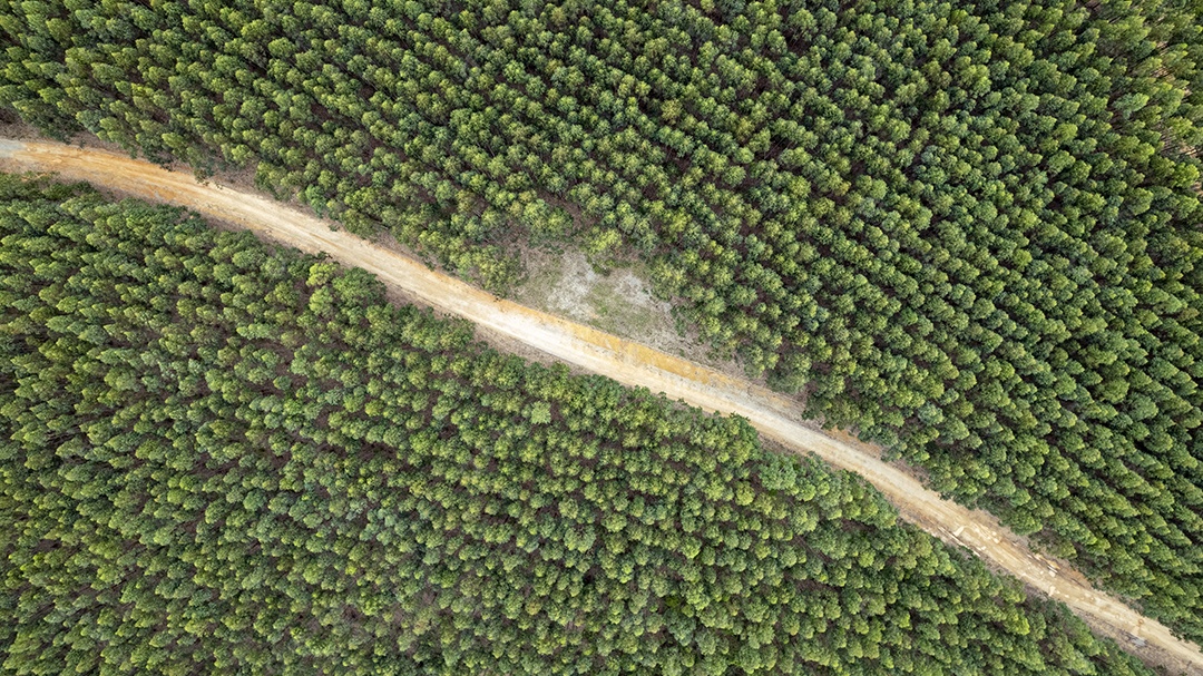 Plantação de eucaliptos em uma fazenda no Brasil
