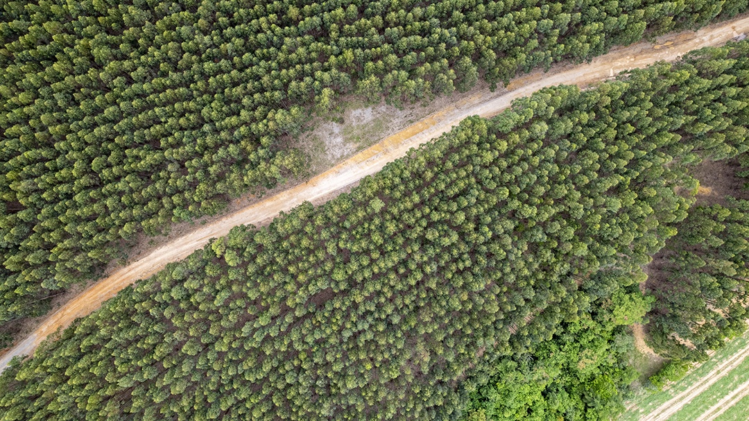 Plantação de eucaliptos em uma fazenda no Brasil