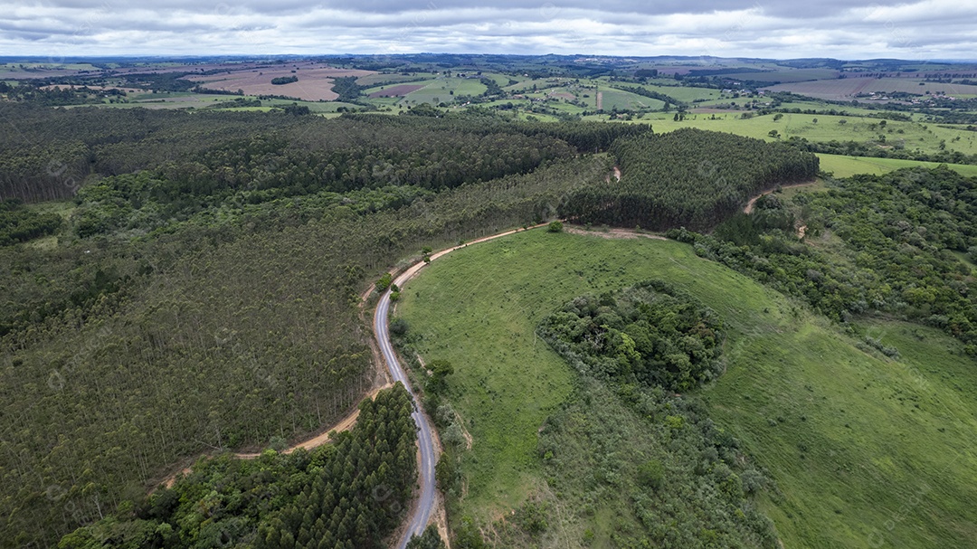 Plantação de eucaliptos em uma fazenda no Brasil