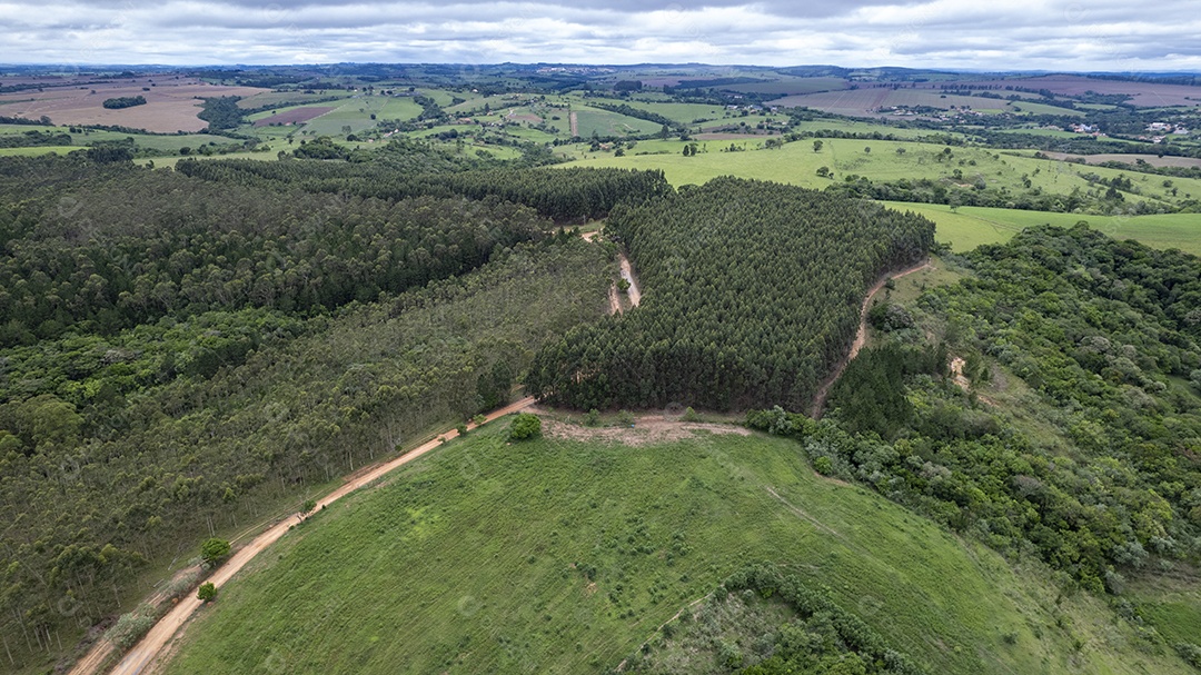 Plantação de eucaliptos em uma fazenda no Brasil