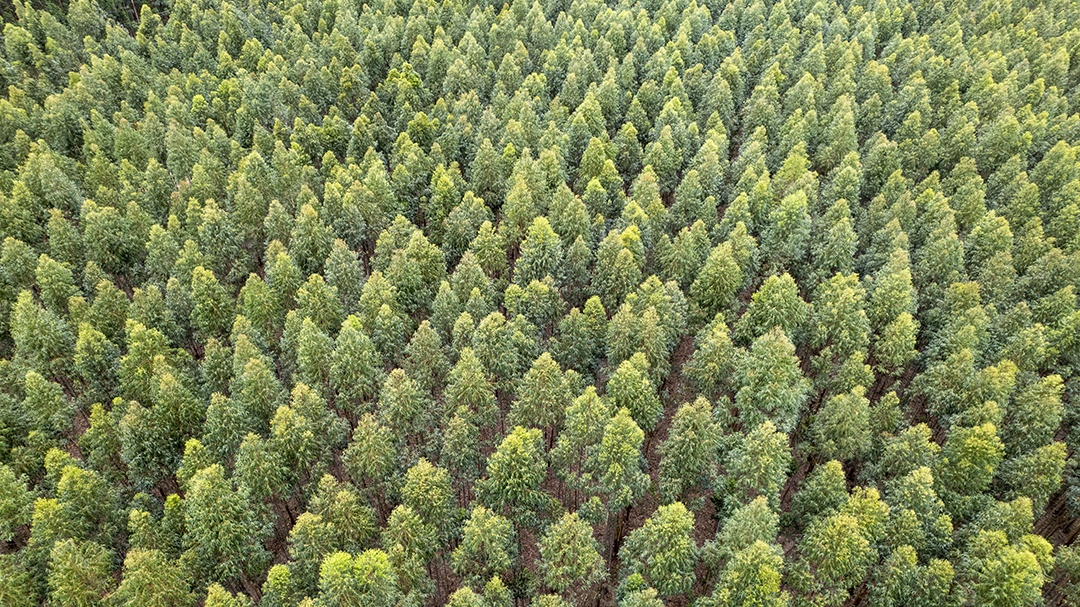 Plantação de eucaliptos em uma fazenda no Brasil