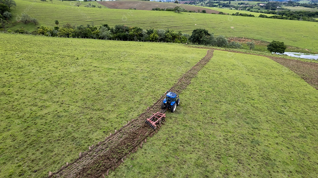 Plantação de eucaliptos em uma fazenda no Brasil