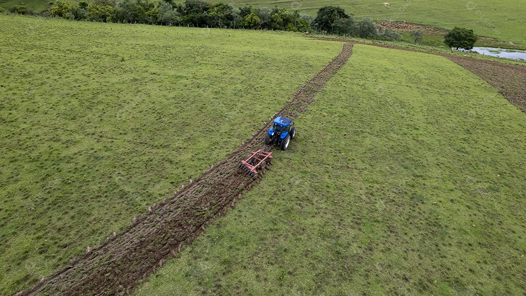 Plantação de eucaliptos em uma fazenda no Brasil