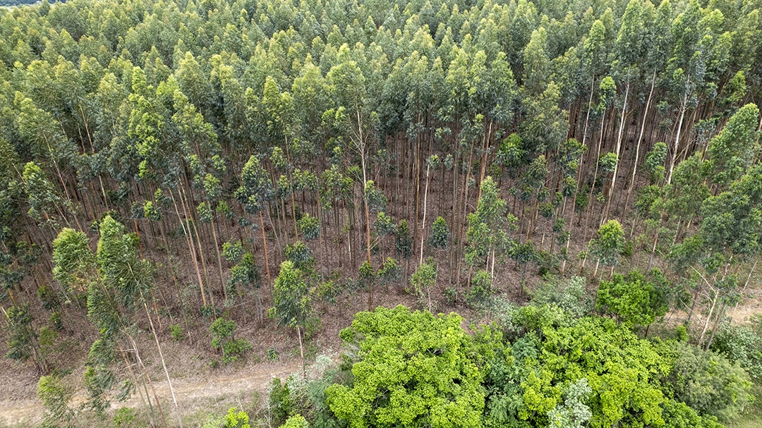 Plantação de eucaliptos em uma fazenda no Brasil