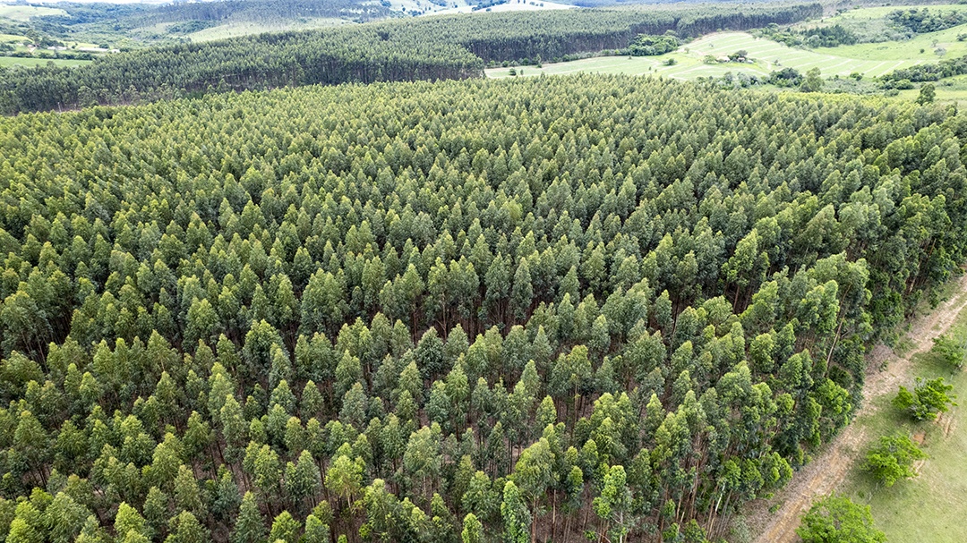 Plantação de eucaliptos em uma fazenda no Brasil