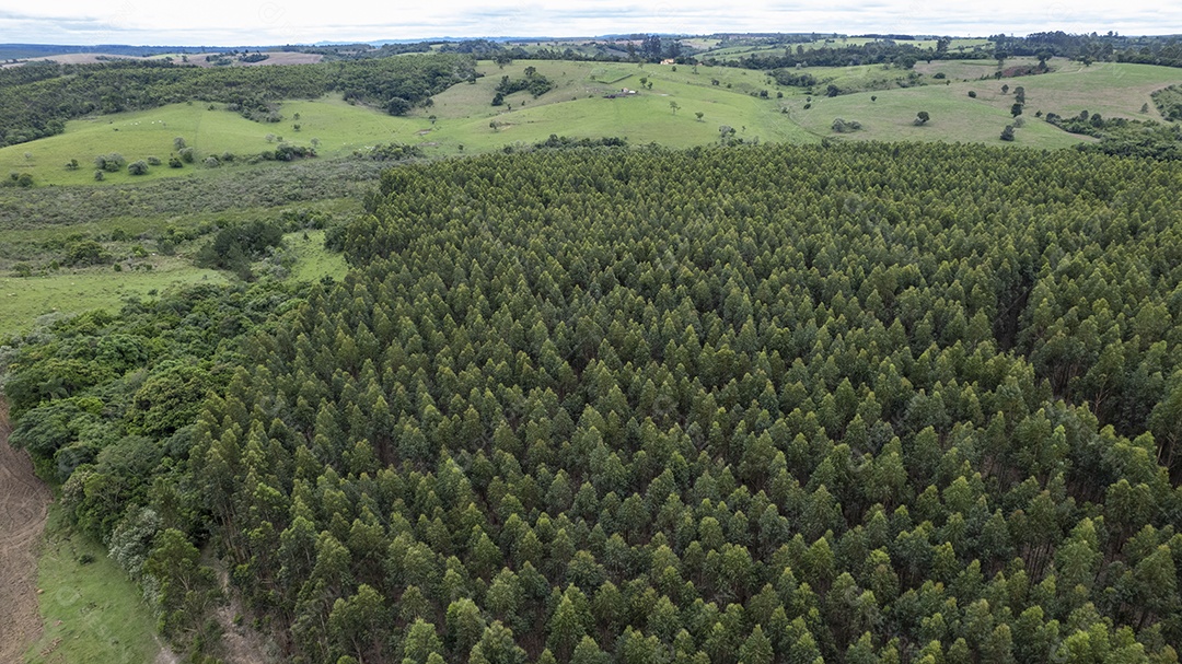 Plantação de eucaliptos em uma fazenda no Brasil
