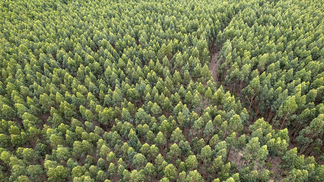 Plantação de eucaliptos em uma fazenda no Brasil