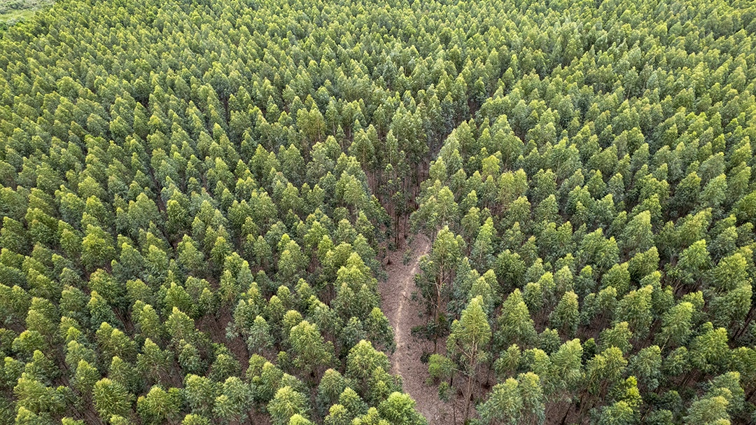 Plantação de eucaliptos em uma fazenda no Brasil
