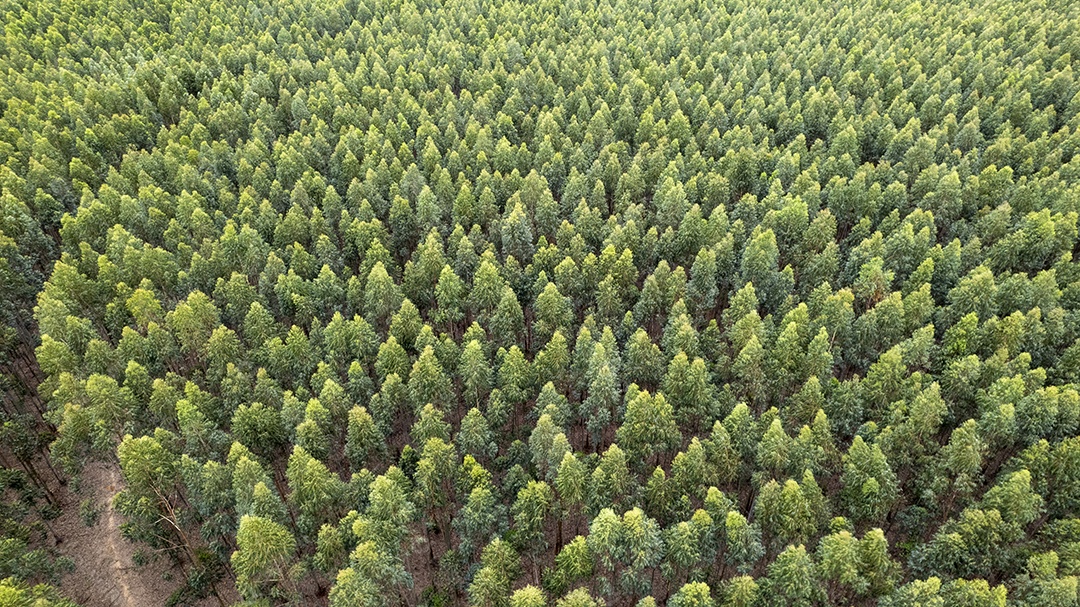 Plantação de eucaliptos em uma fazenda no Brasil