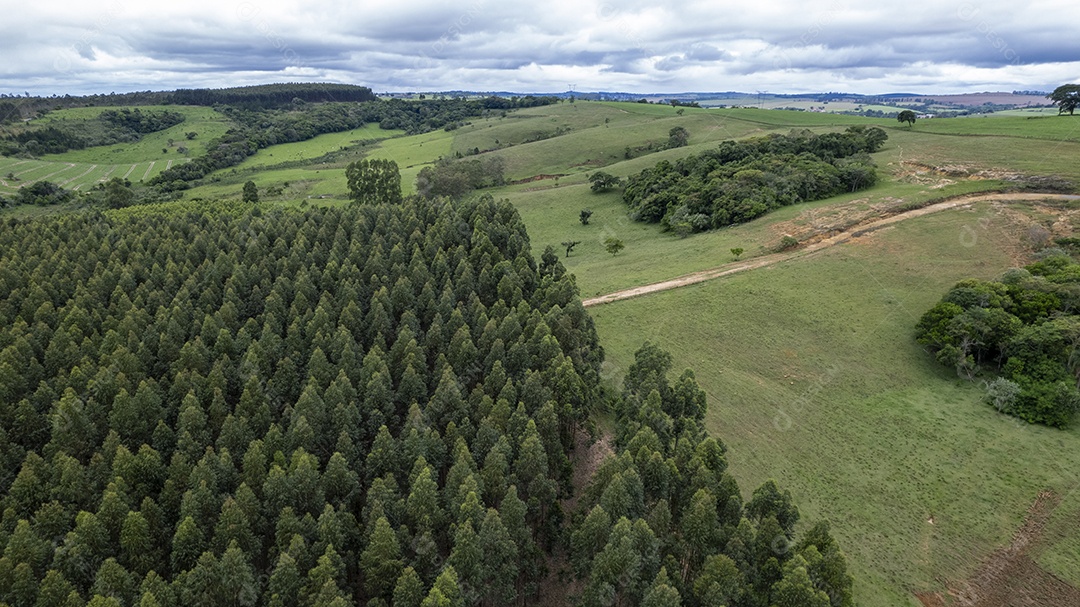Plantação de eucaliptos em uma fazenda no Brasil