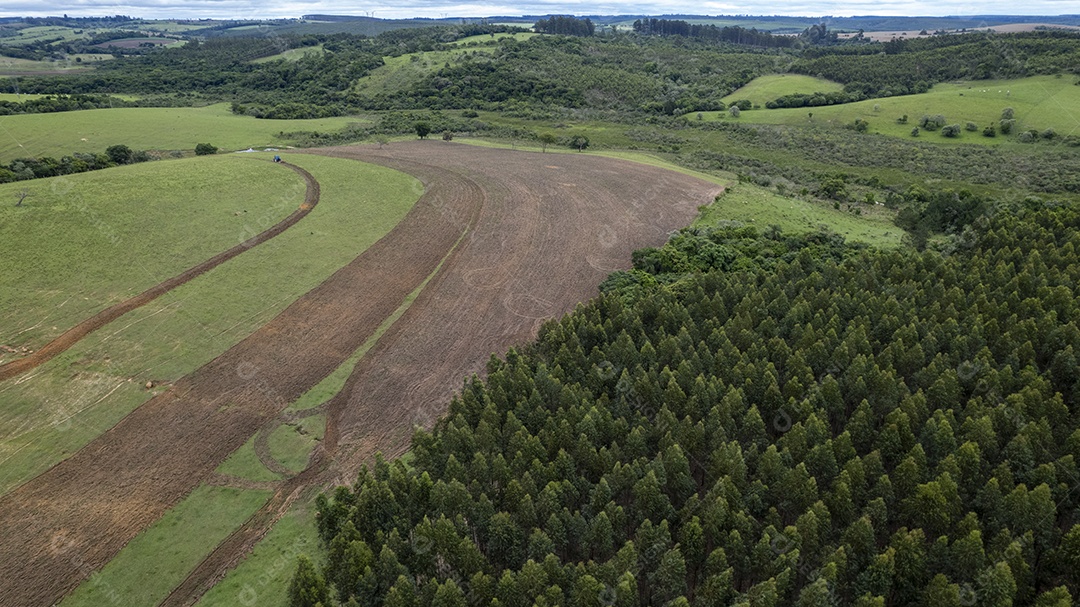 Plantação de eucaliptos em uma fazenda no Brasil