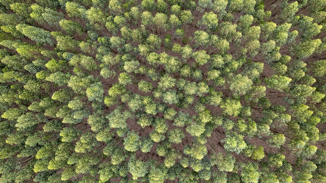 Plantação de eucaliptos em uma fazenda no Brasil