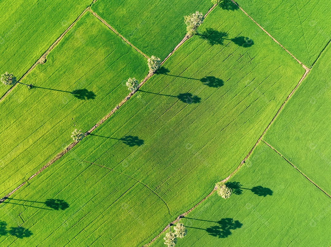 Vista aérea do campo de arroz verde com árvores na Tailândia.