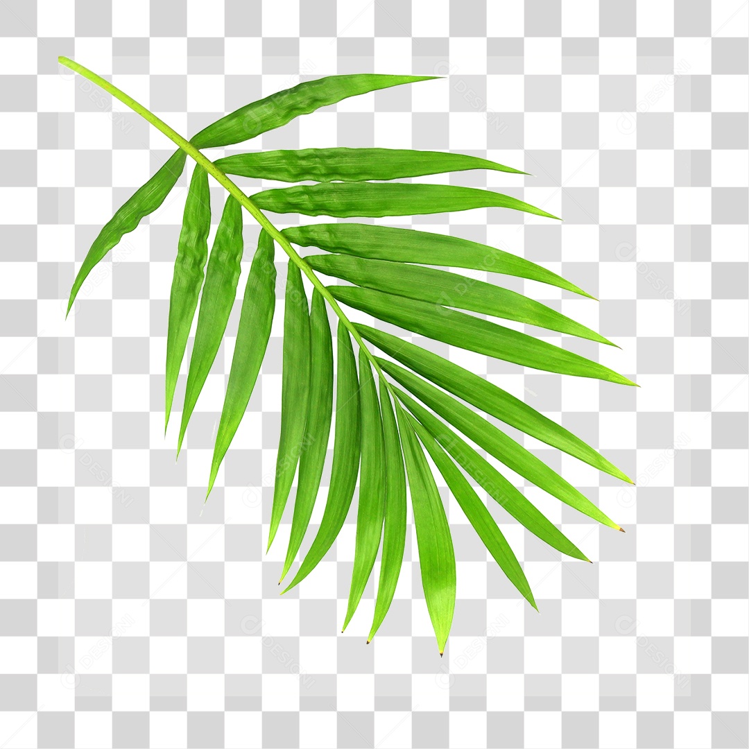 Folha de Palmeira Verde PNG Transparente