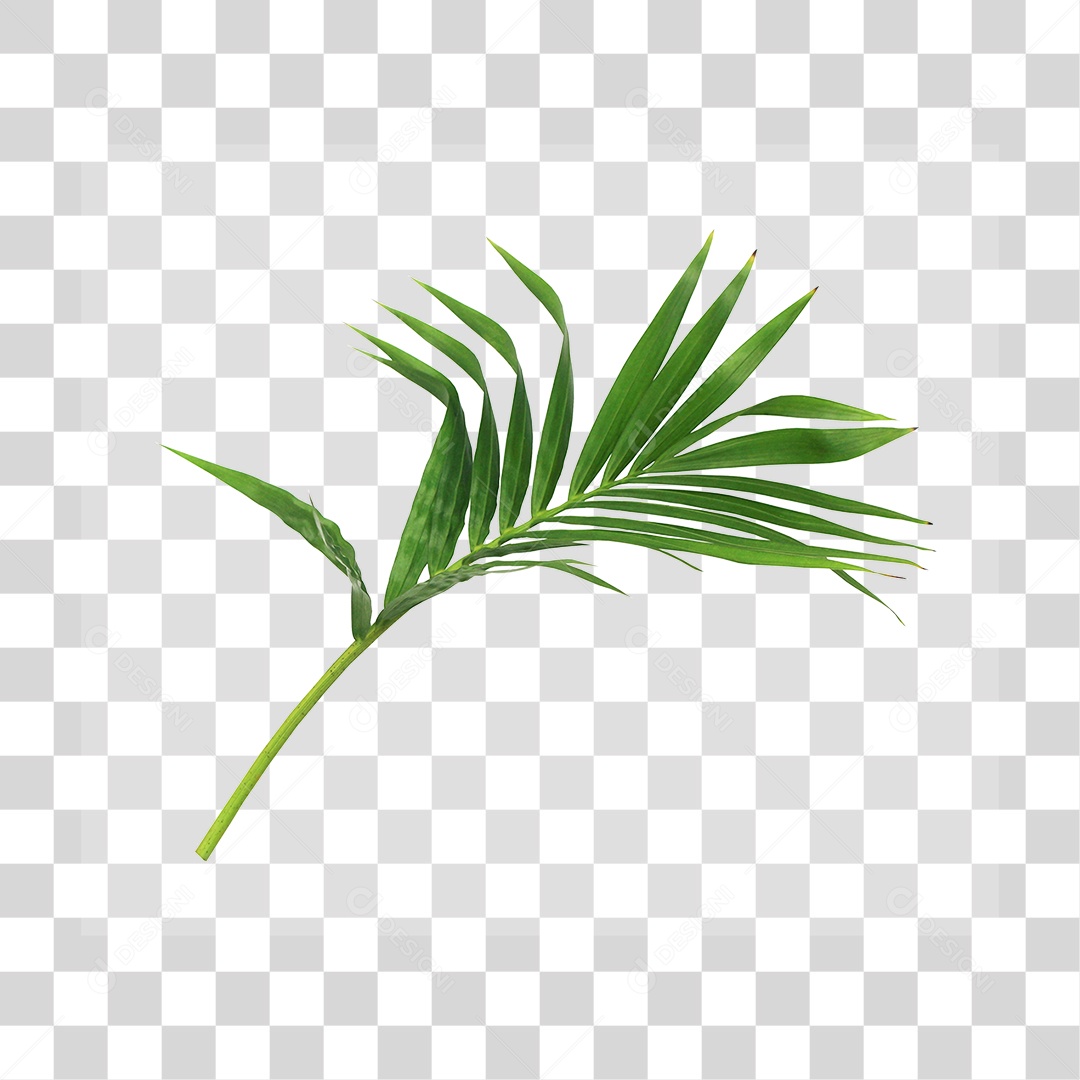 Folha de Palmeira Verde PNG Transparente