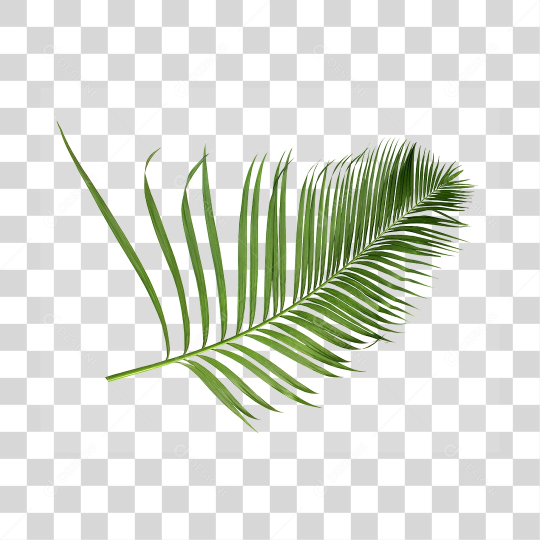 Folha de Palmeira Verde PNG Transparente