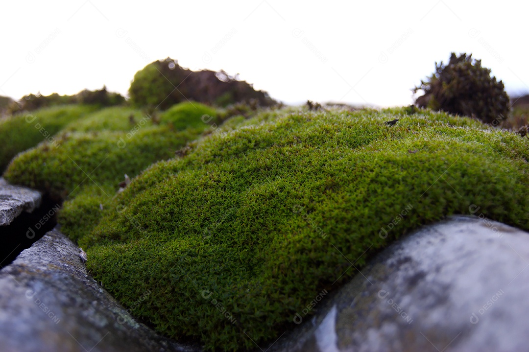Musgo verde brilhante em um telhado de ardósia