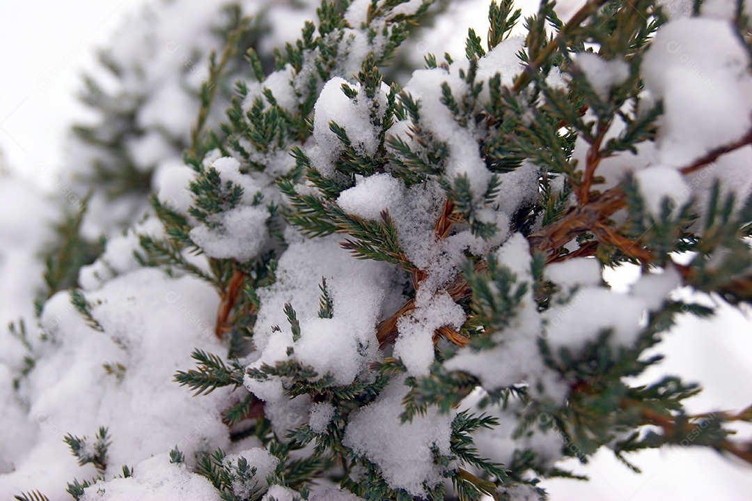 Árvore de abeto verde de Natal com neve