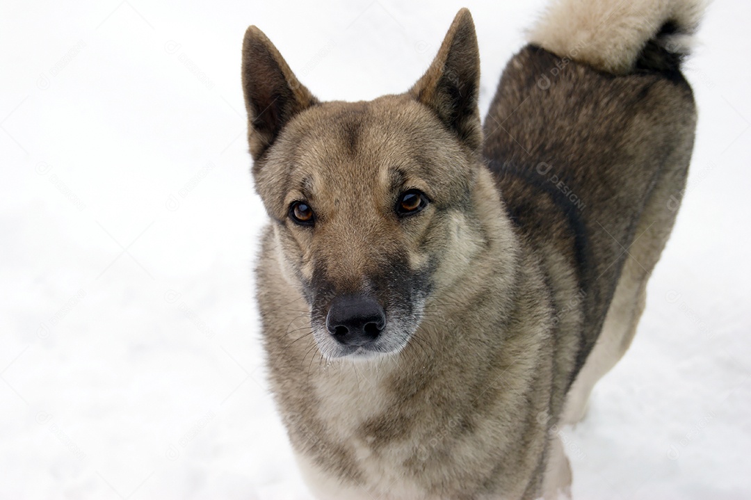 Cachorro husky se divertindo em neve
