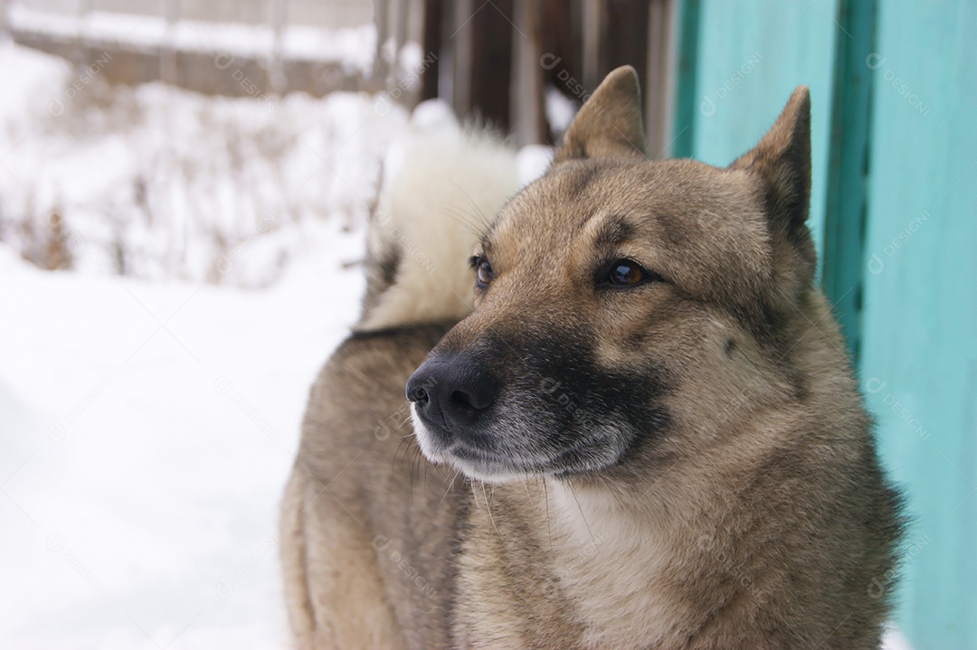 Husky siberiano ao ar livre no inverno