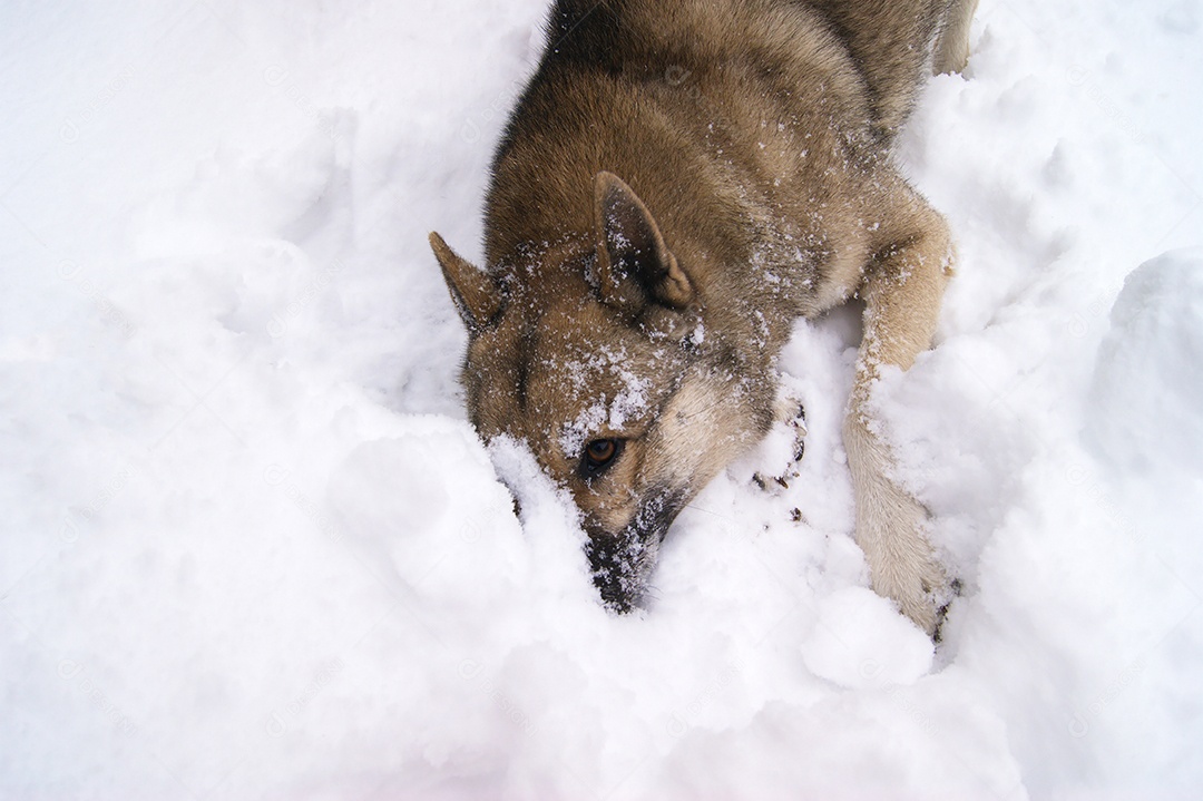 Cães husky siberianos chafurdando na neve