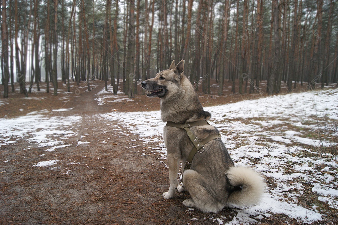 Cachorro husky sentando observando a floresta de neve